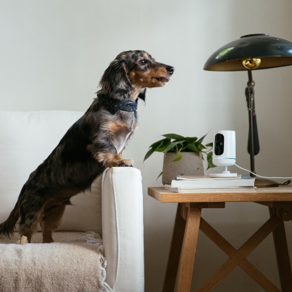 vivint Spokane indoor security camera